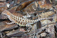 Sonoran Earless Lizard