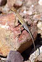 Sonoran Earless Lizard