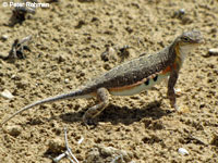 Plateau Earless Lizard