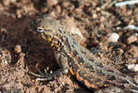 Plateau Earless Lizard