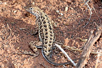 Plateau Earless Lizard