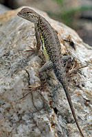 Chinuahuan Lesser Earless Lizard