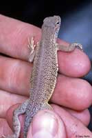 Chinuahuan Lesser Earless Lizard