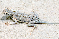 Bleached Earless Lizard