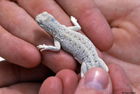 Bleached Earless Lizard