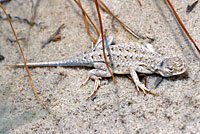 Bleached Earless Lizard