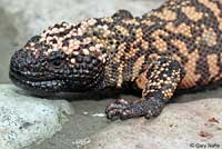 Reticulate Gila Monster