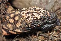 Reticulate Gila Monster