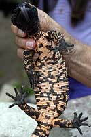 Reticulate Gila Monster