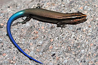 Mountain Skink