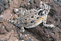 Texas Horned Lizard