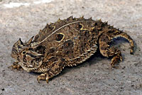 Texas Horned Lizard