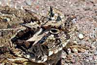 Texas Horned Lizard