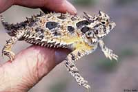 Texas Horned Lizard