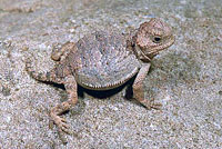 Hernandez's Short-horned Lizard