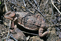 Hernandez's Short-horned Lizard