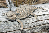 Salt Lake Valley Short-horned Lizard