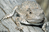 Salt Lake Valley Short-horned Lizard