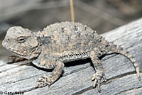 Salt Lake Valley Short-horned Lizard