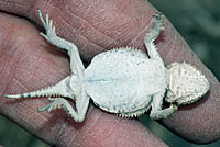 Salt Lake Valley Short-horned Lizard