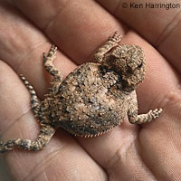 Hernandez's Short-horned Lizard