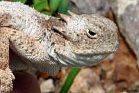 Round-tailed Horned Lizard