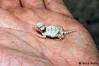 Round-tailed Horned Lizard