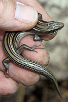 Variable Skink