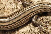 Variable Skink