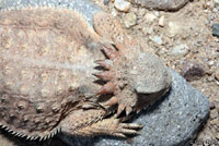 Regal Horned Lizard