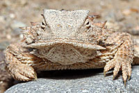 Regal Horned Lizard