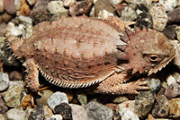 Regal Horned Lizard