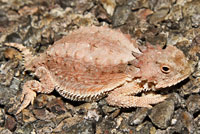 Regal Horned Lizard