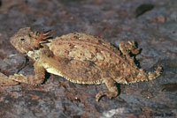 Regal Horned Lizard