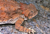 Regal Horned Lizard