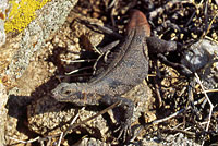 Common Chuckwalla