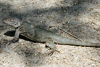 Sonoran Spiny Lizard