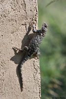 Sonoran Spiny Lizard