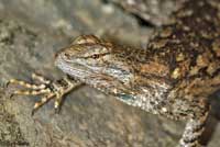 Sonoran Spiny Lizard