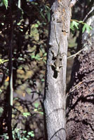 Sonoran Spiny Lizard