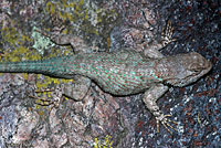 Sonoran Spiny Lizard