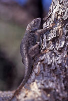 Sonoran Spiny Lizard