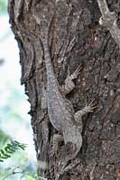 Sonoran Spiny Lizard