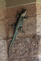 Sonoran Spiny Lizard