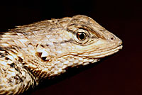 Sonoran Spiny Lizard