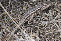 Northern Sagebrush Lizard