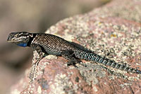 Yarrow's Spiny Lizard