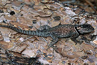 Yarrow's Spiny Lizard