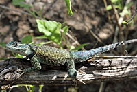 Yarrow's Spiny Lizard