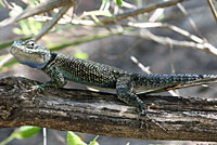 Yarrow's Spiny Lizard